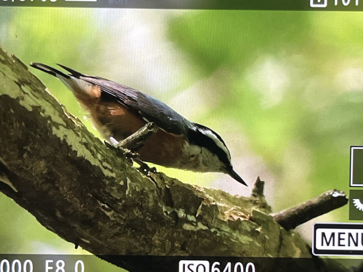 Red-breasted Nuthatch - ML619631930