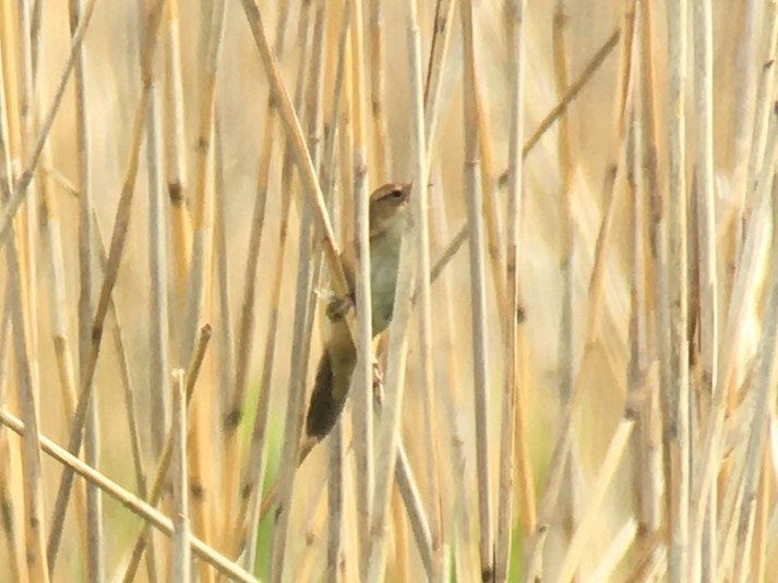 Marsh Grassbird - ML619631945