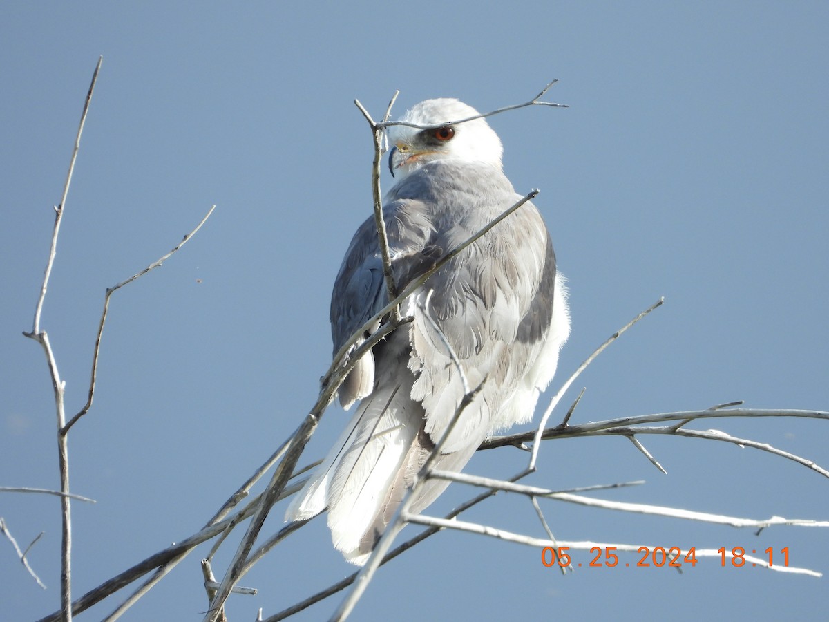 White-tailed Kite - ML619631988
