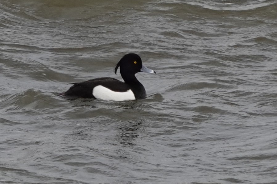 Tufted Duck - ML619632006