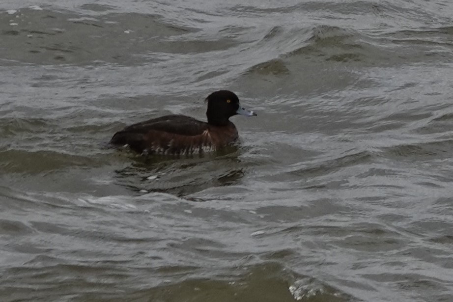 Tufted Duck - ML619632007