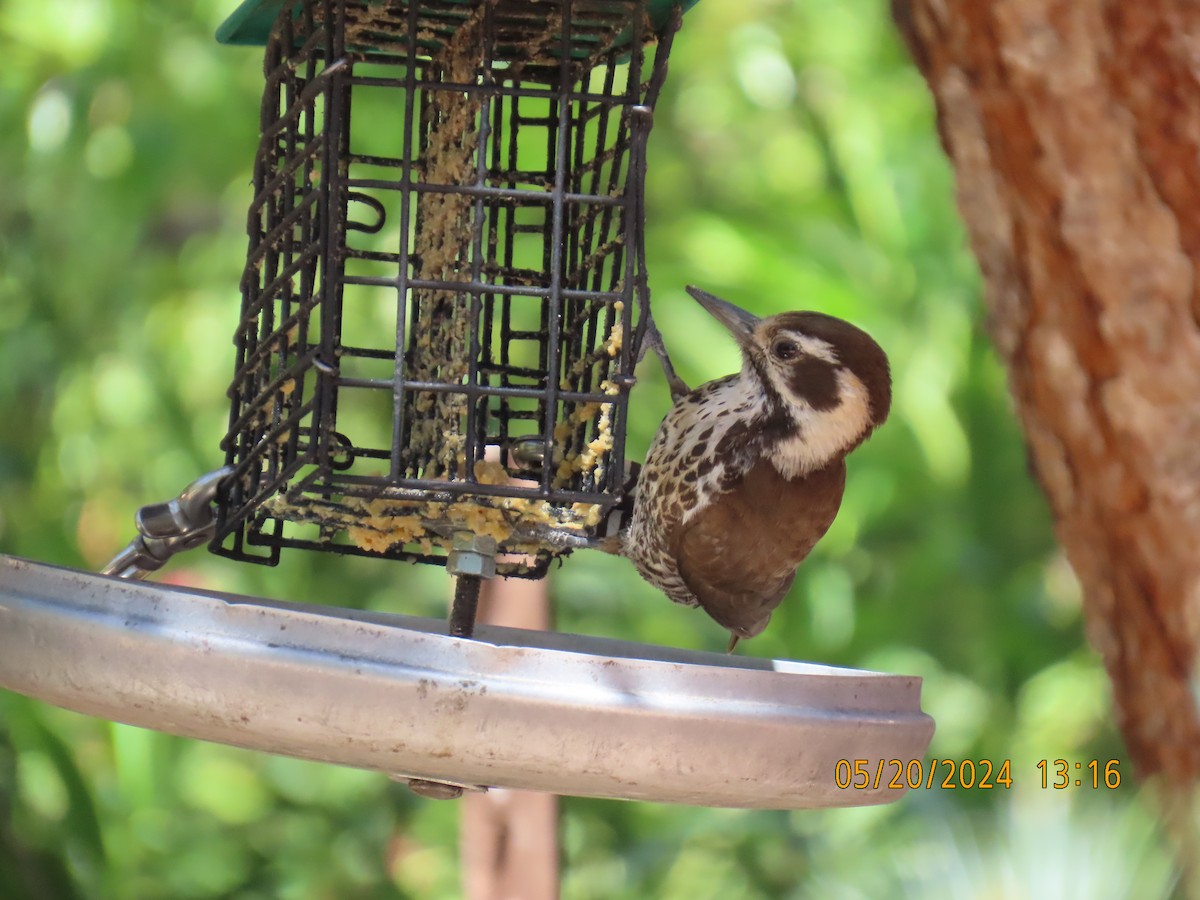 Arizona Woodpecker - ML619632023