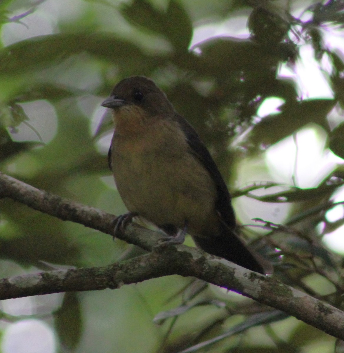Black-goggled Tanager - ML619632064