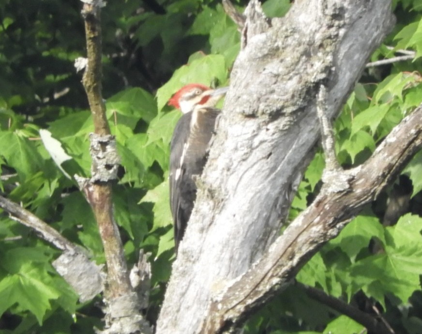 Pileated Woodpecker - ML619632069