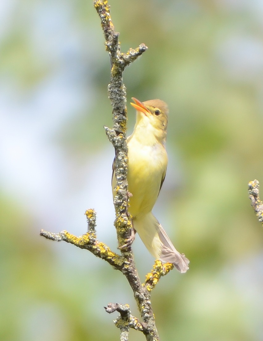 Melodious Warbler - ML619632103