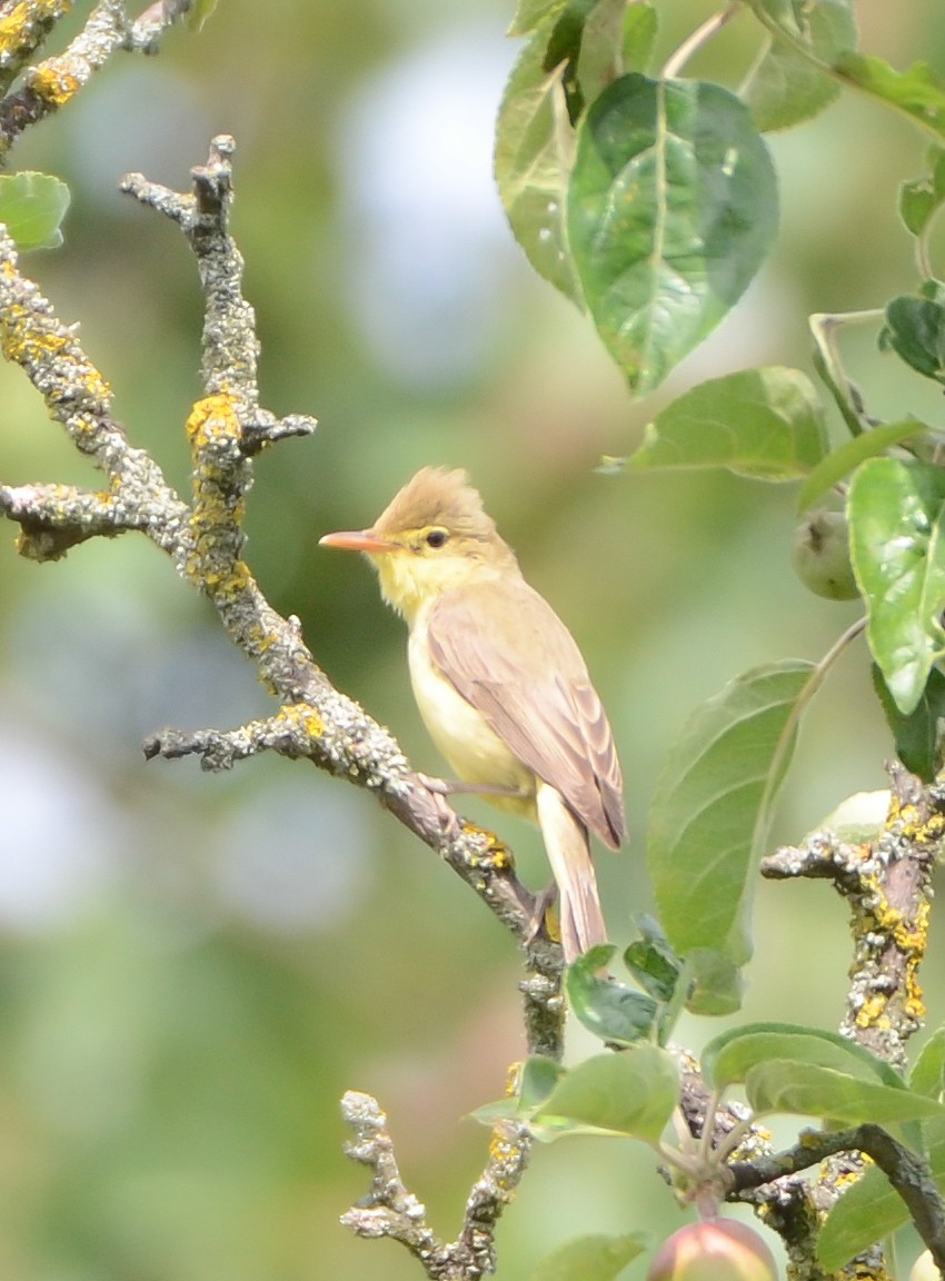 Melodious Warbler - ML619632109