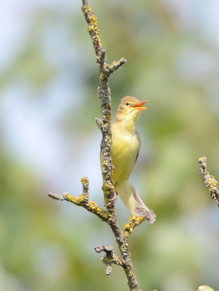 Melodious Warbler - ML619632120