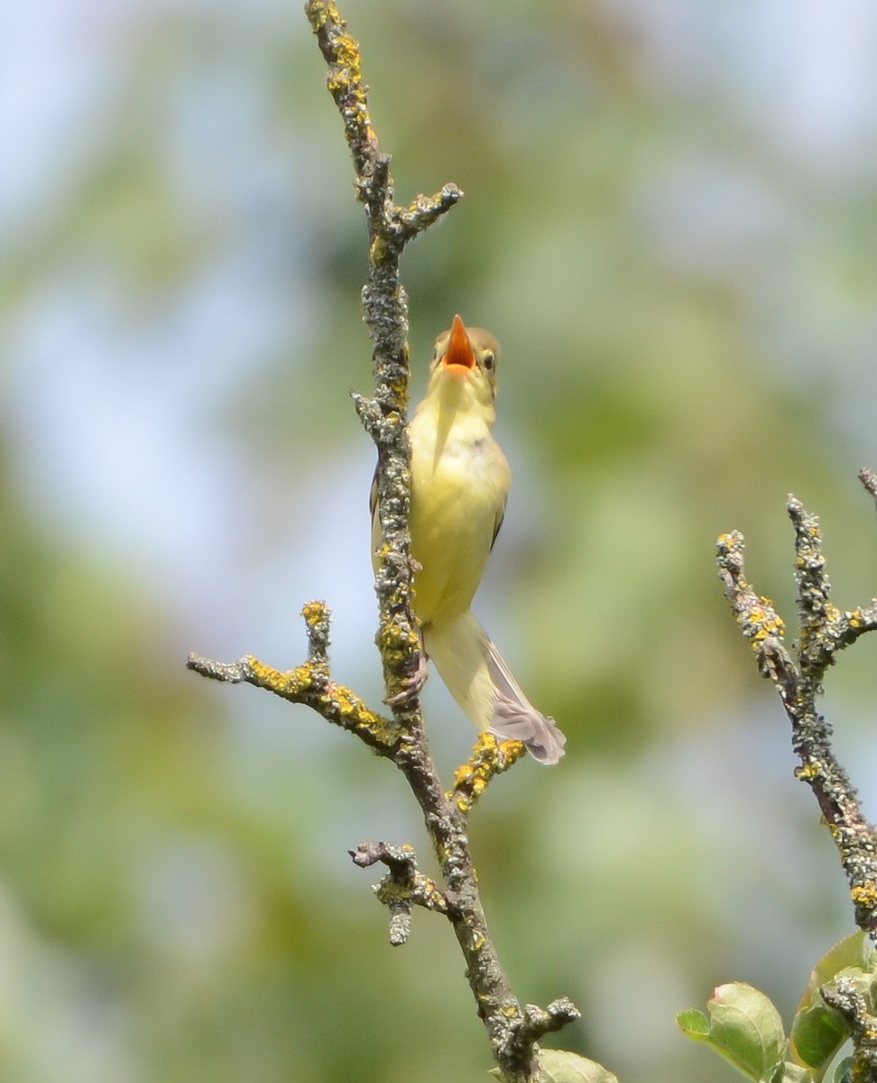 Melodious Warbler - ML619632121