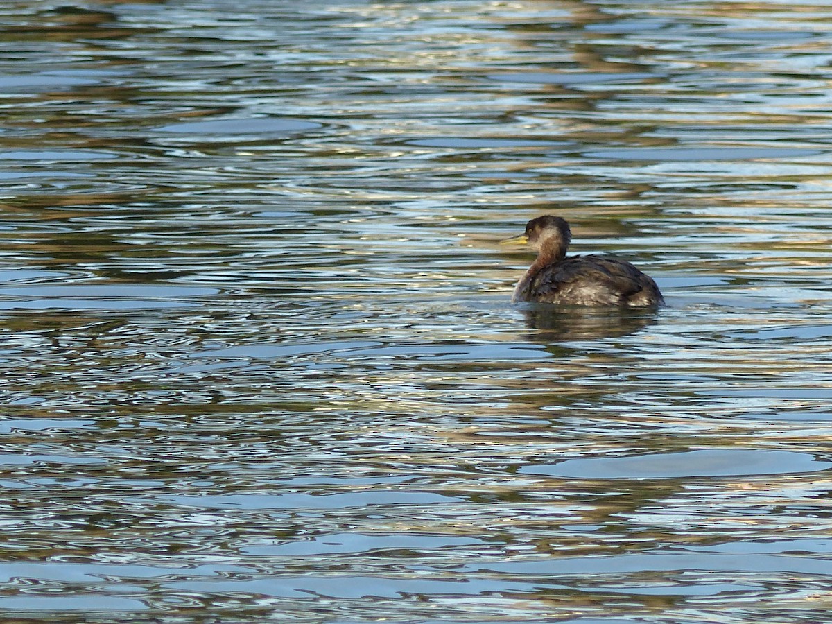 Red-necked Grebe - ML619632123