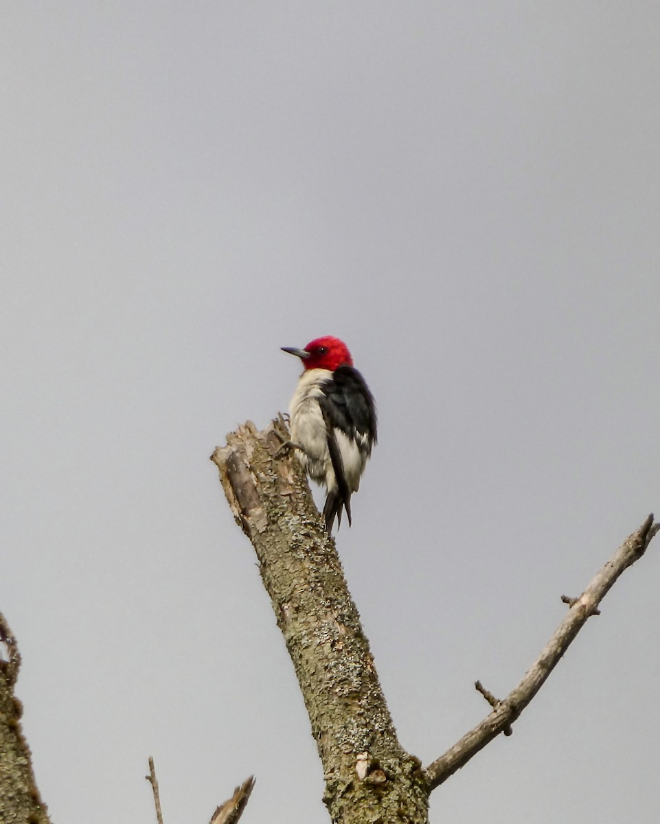 Red-headed Woodpecker - ML619632153