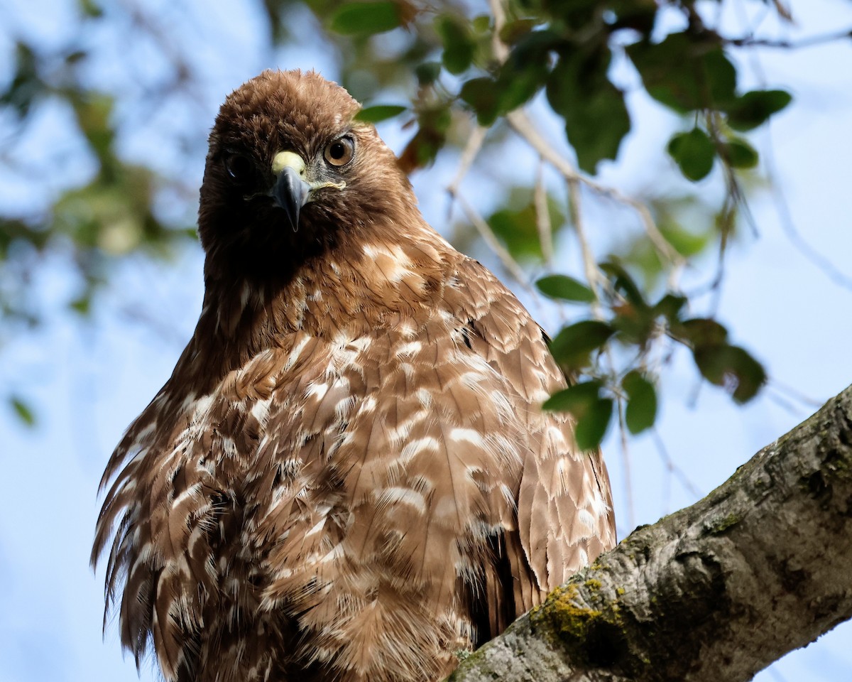Red-tailed Hawk - ML619632157