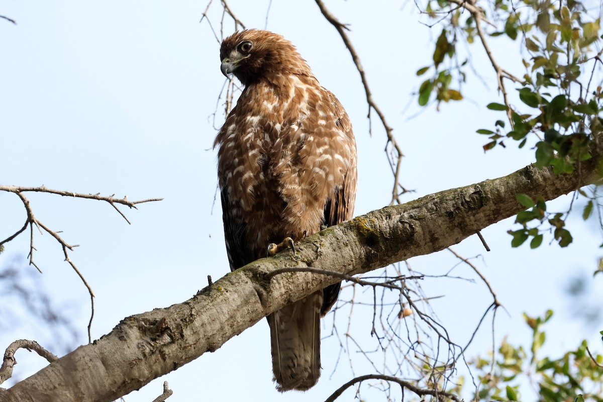 Red-tailed Hawk - ML619632158