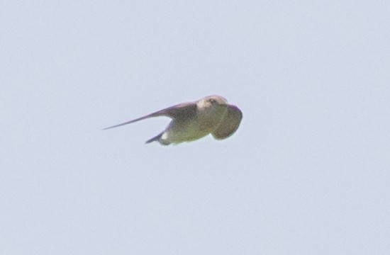 Northern Rough-winged Swallow - ML619632168
