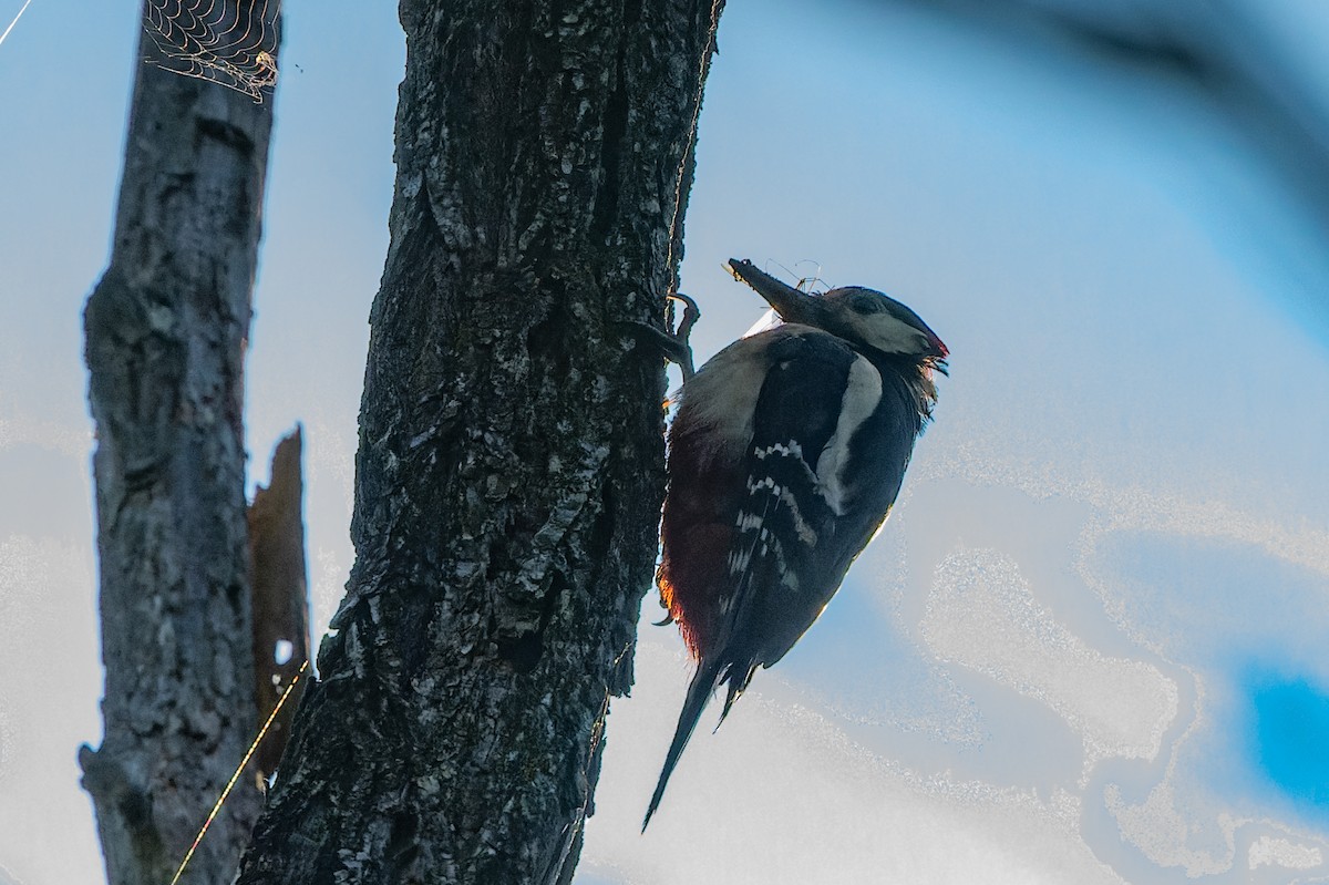 Great Spotted Woodpecker - ML619632213