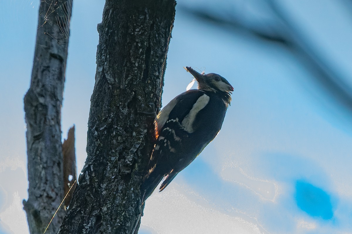 Great Spotted Woodpecker - ML619632219