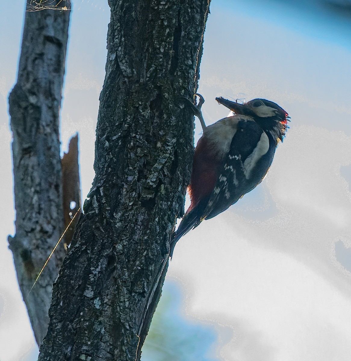 Great Spotted Woodpecker - ML619632220