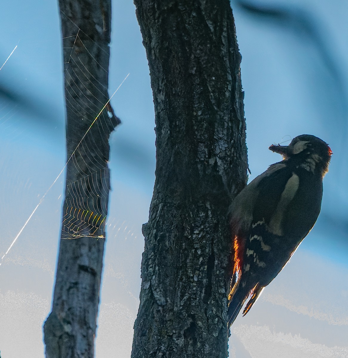 Great Spotted Woodpecker - ML619632221