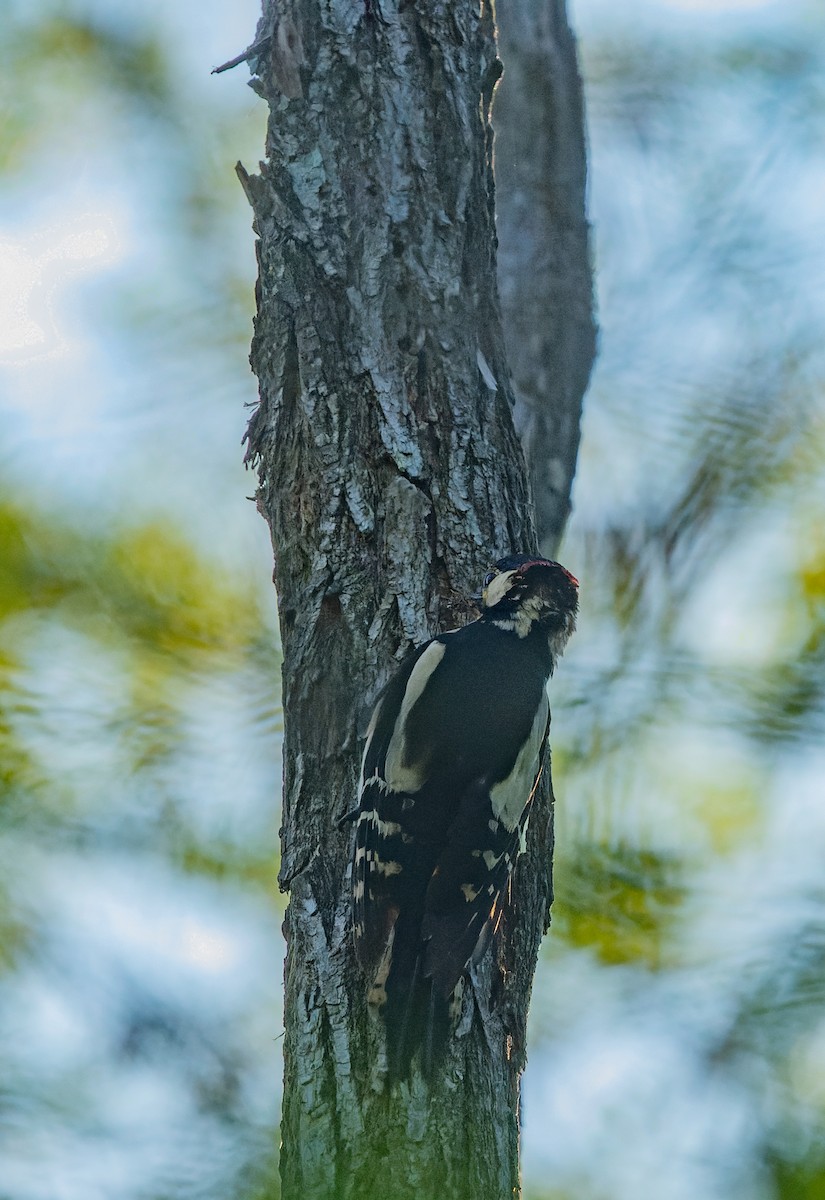 Great Spotted Woodpecker - ML619632225