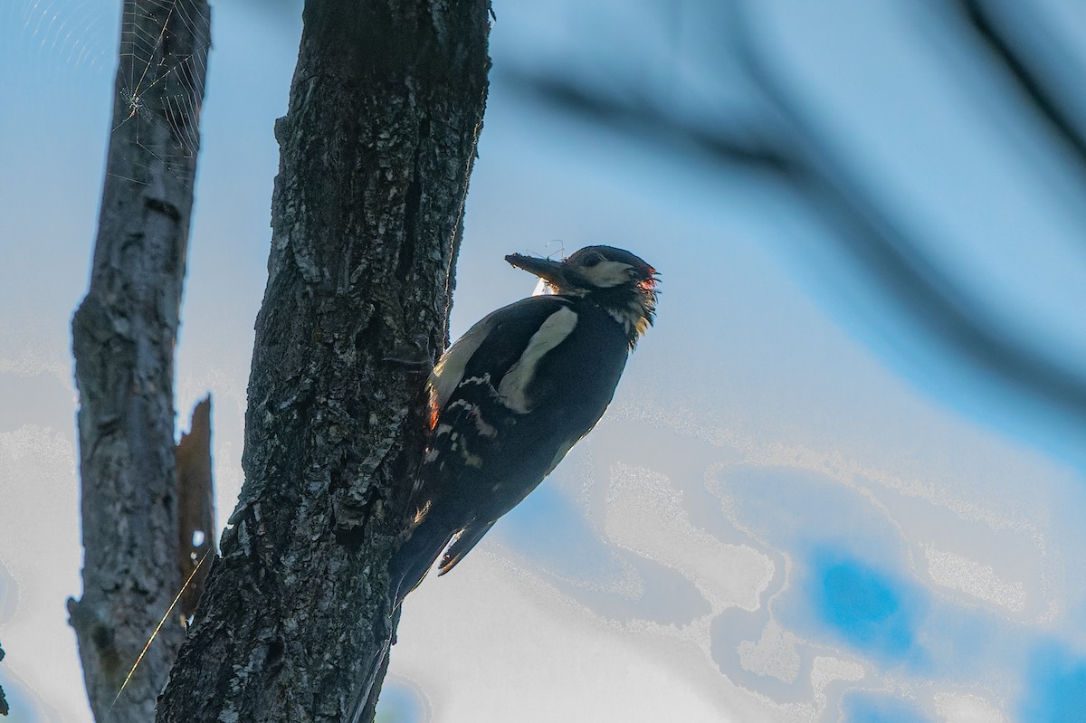 Great Spotted Woodpecker - ML619632230