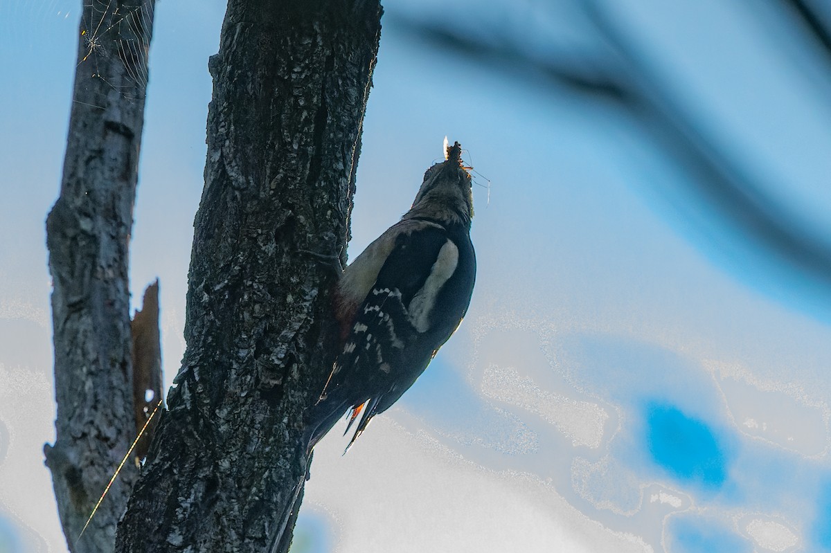 Great Spotted Woodpecker - ML619632232