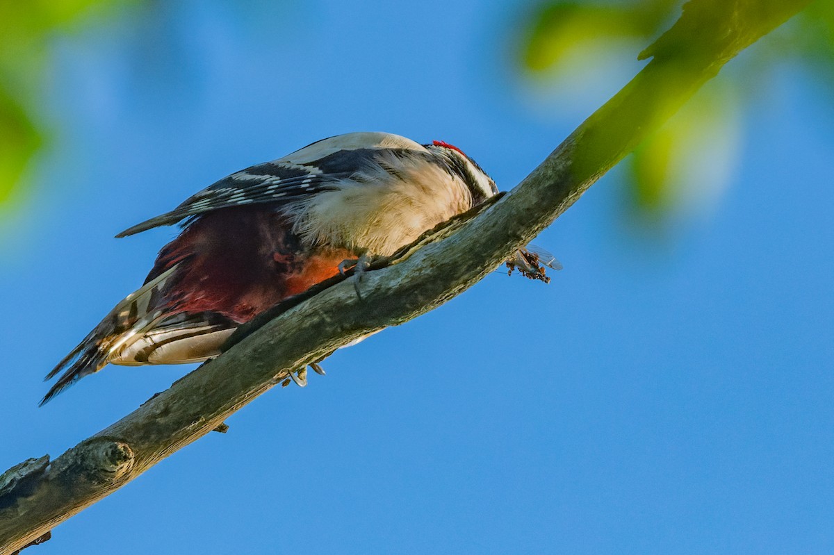 Great Spotted Woodpecker - ML619632233