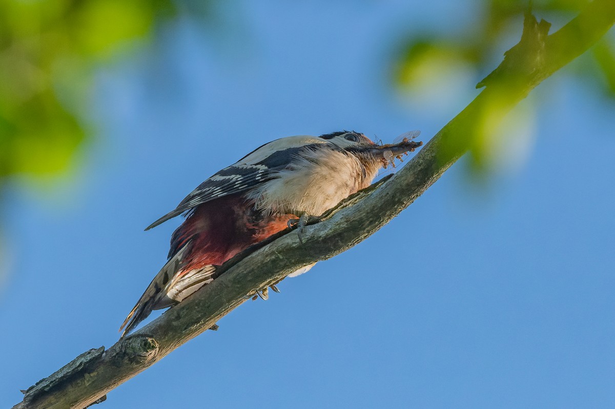 Great Spotted Woodpecker - ML619632234