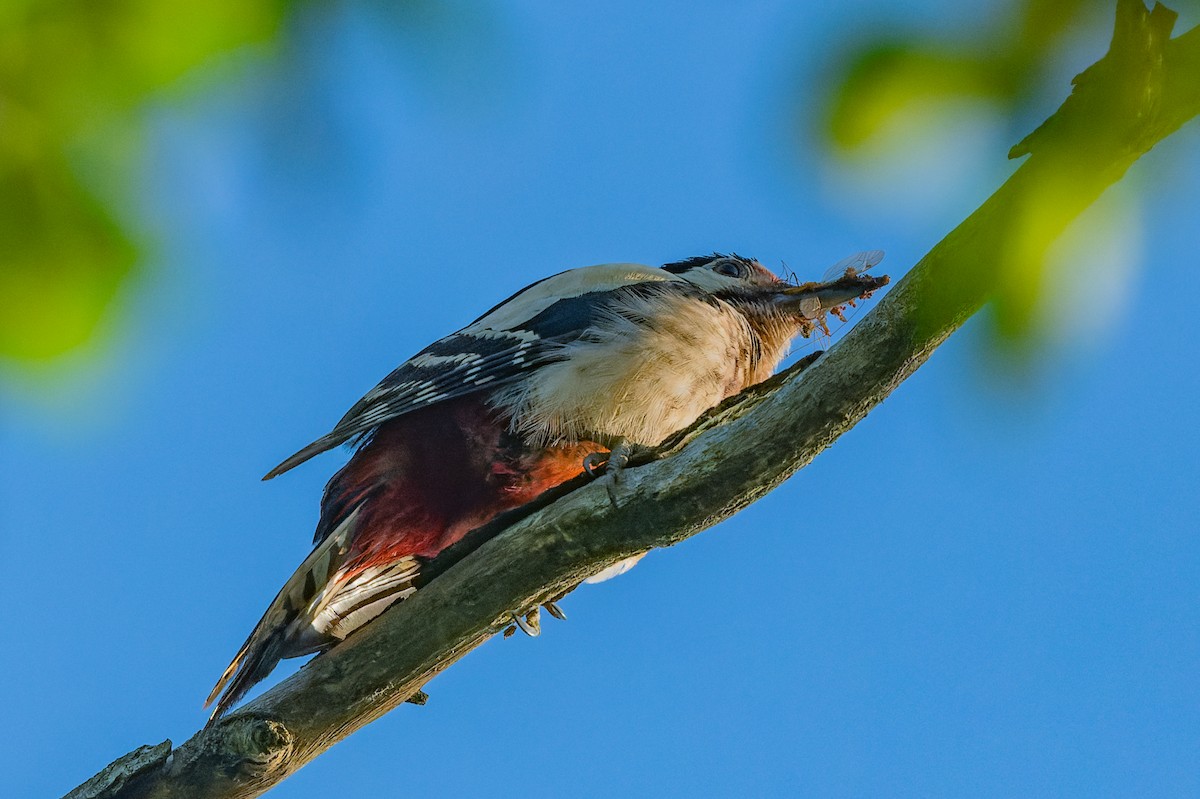 Great Spotted Woodpecker - ML619632235