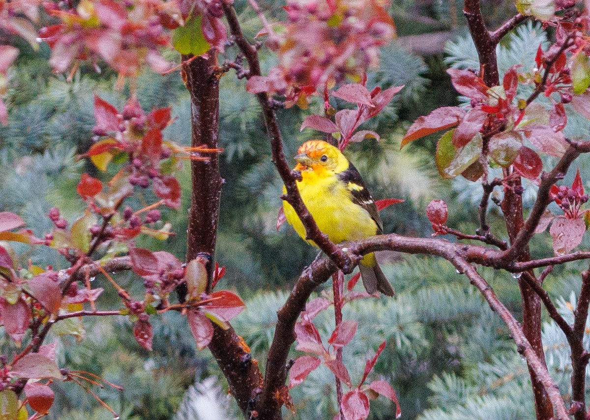 Western Tanager - ML619632240