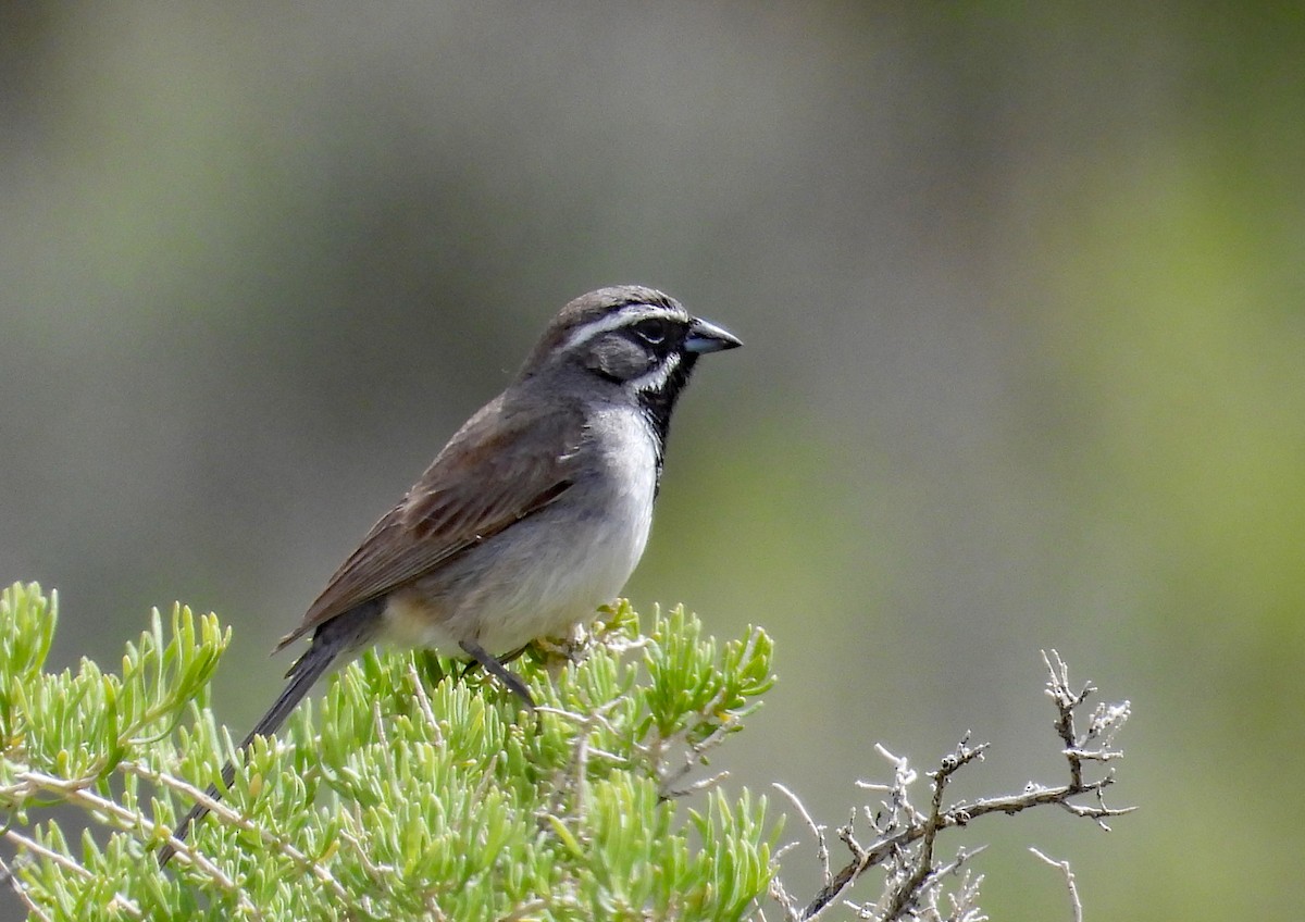 Black-throated Sparrow - ML619632256