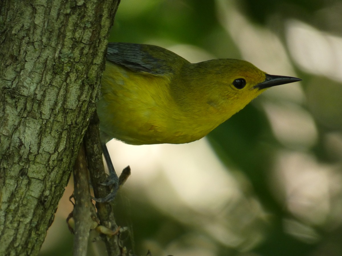 Prothonotary Warbler - ML619632438