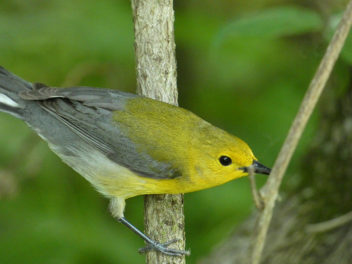 Prothonotary Warbler - ML619632439