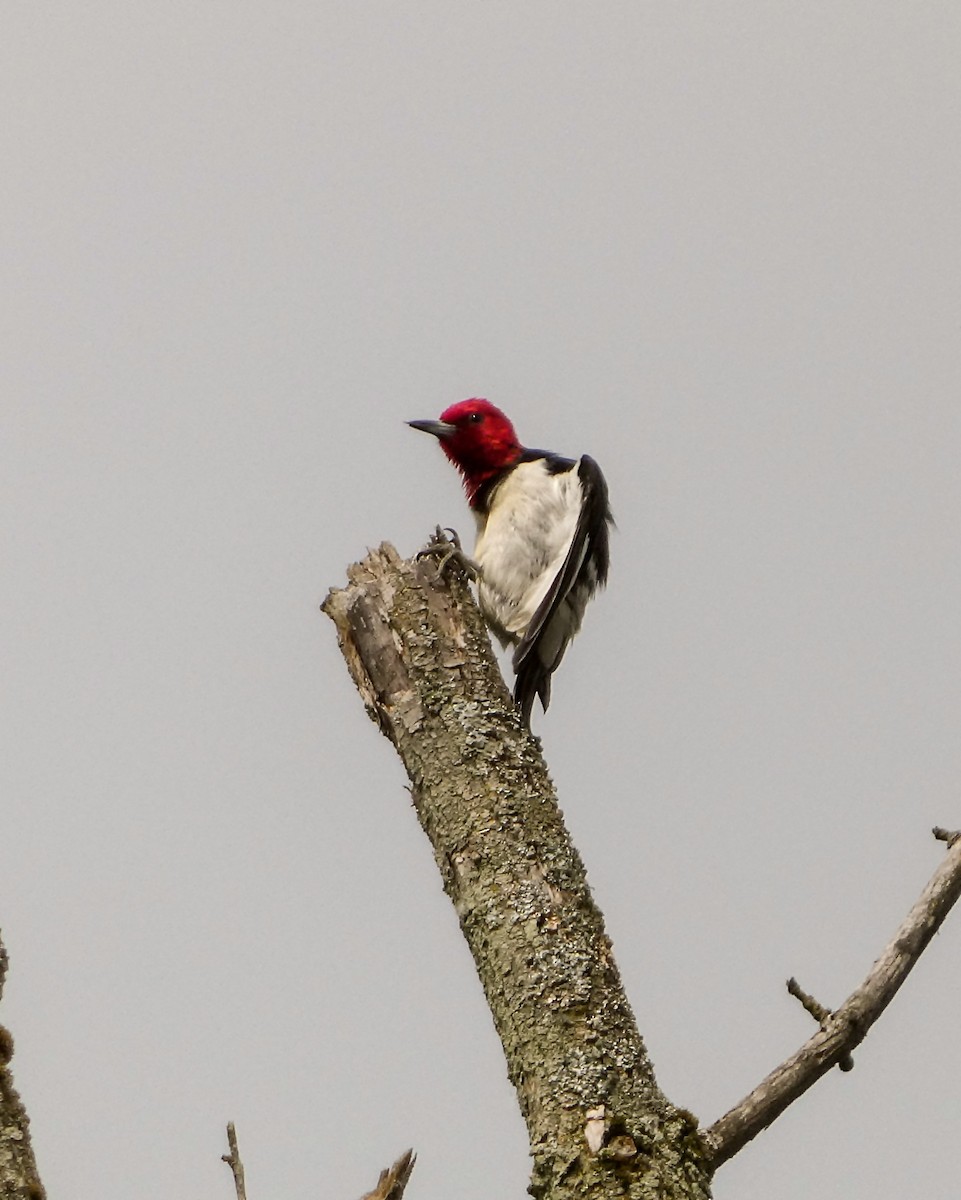 Red-headed Woodpecker - ML619632472