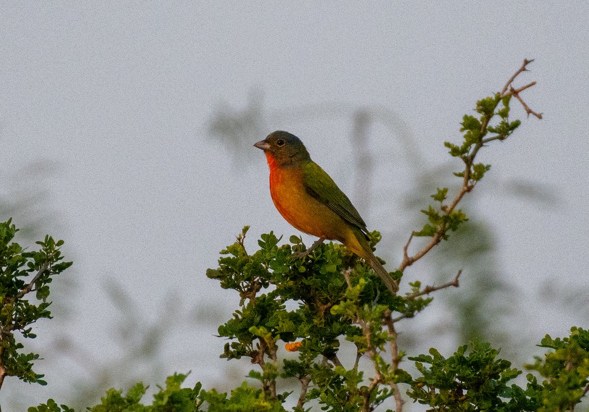 Painted Bunting - ML619632529