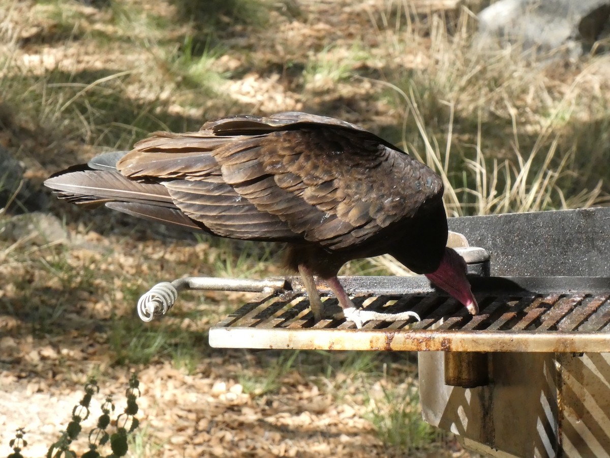 Turkey Vulture - ML619632540