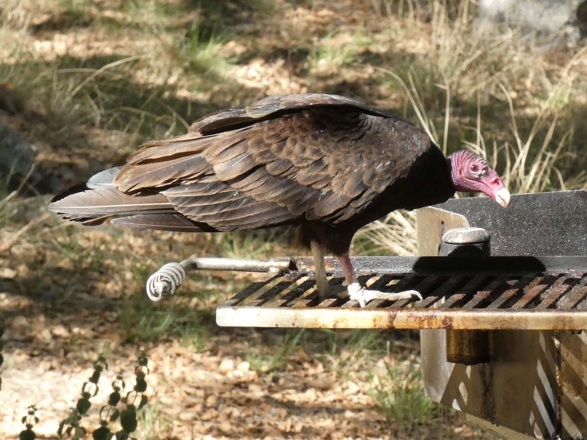 Turkey Vulture - ML619632541