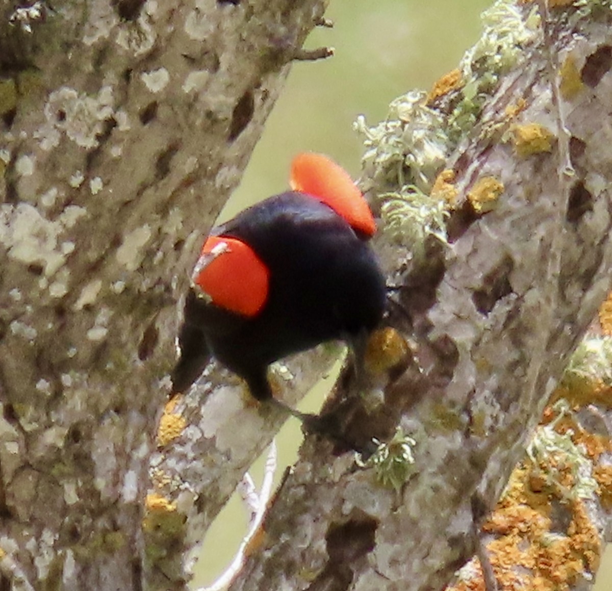 vlhovec červenokřídlý (ssp. californicus/mailliardorum) - ML619632546