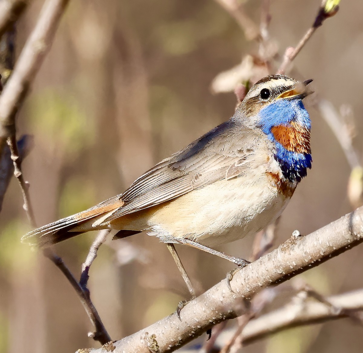 Bluethroat (Red-spotted) - ML619632554