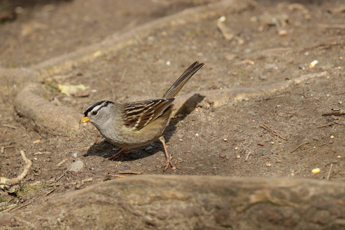 White-crowned Sparrow - ML619632577