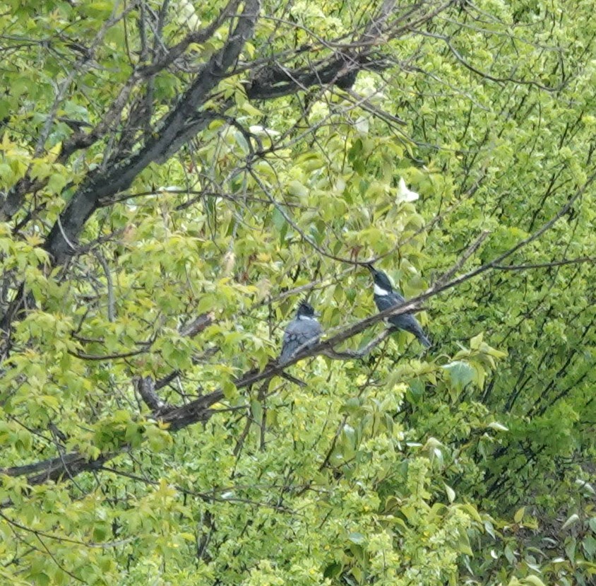 Belted Kingfisher - ML619632581