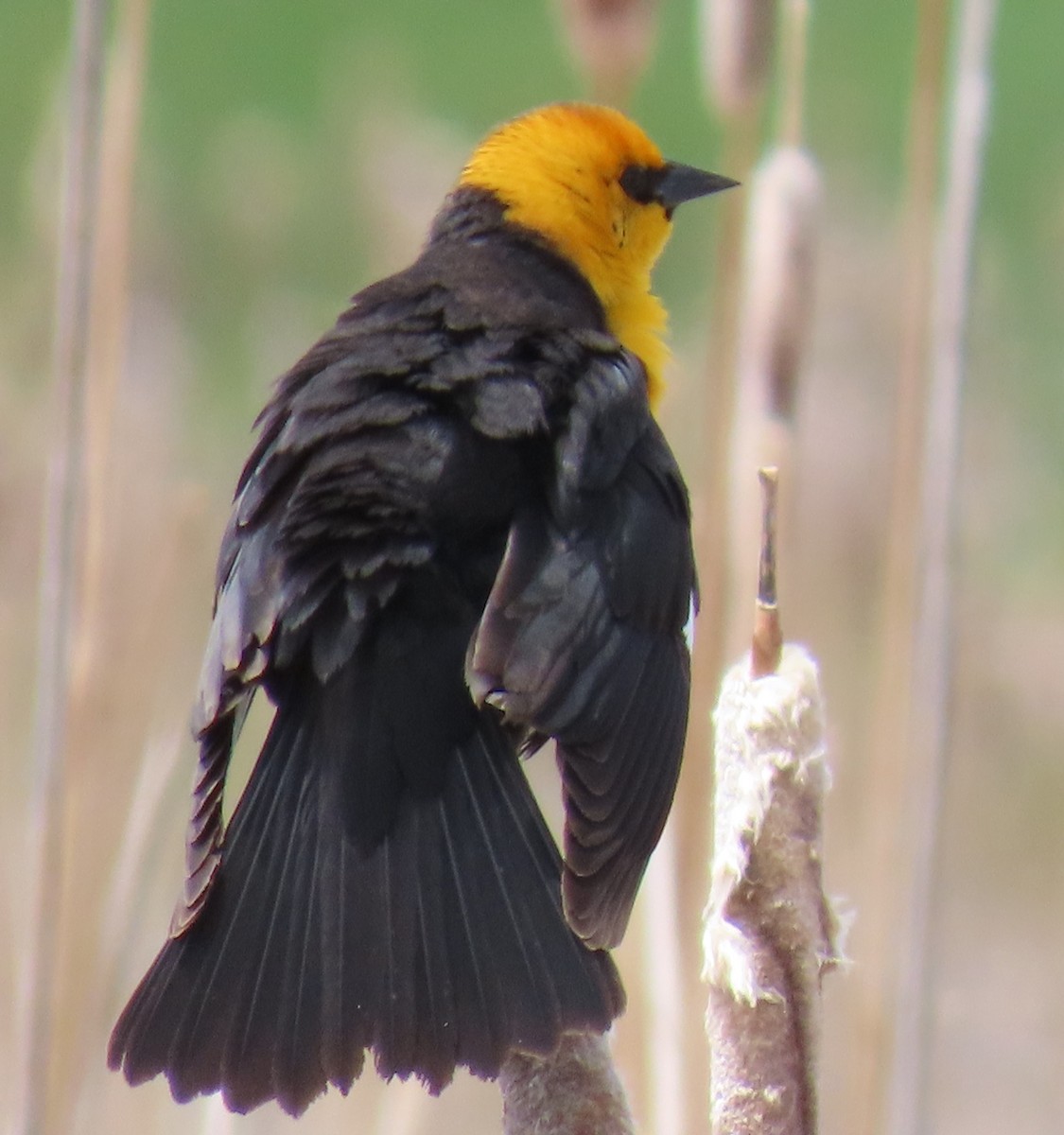 Yellow-headed Blackbird - ML619632590