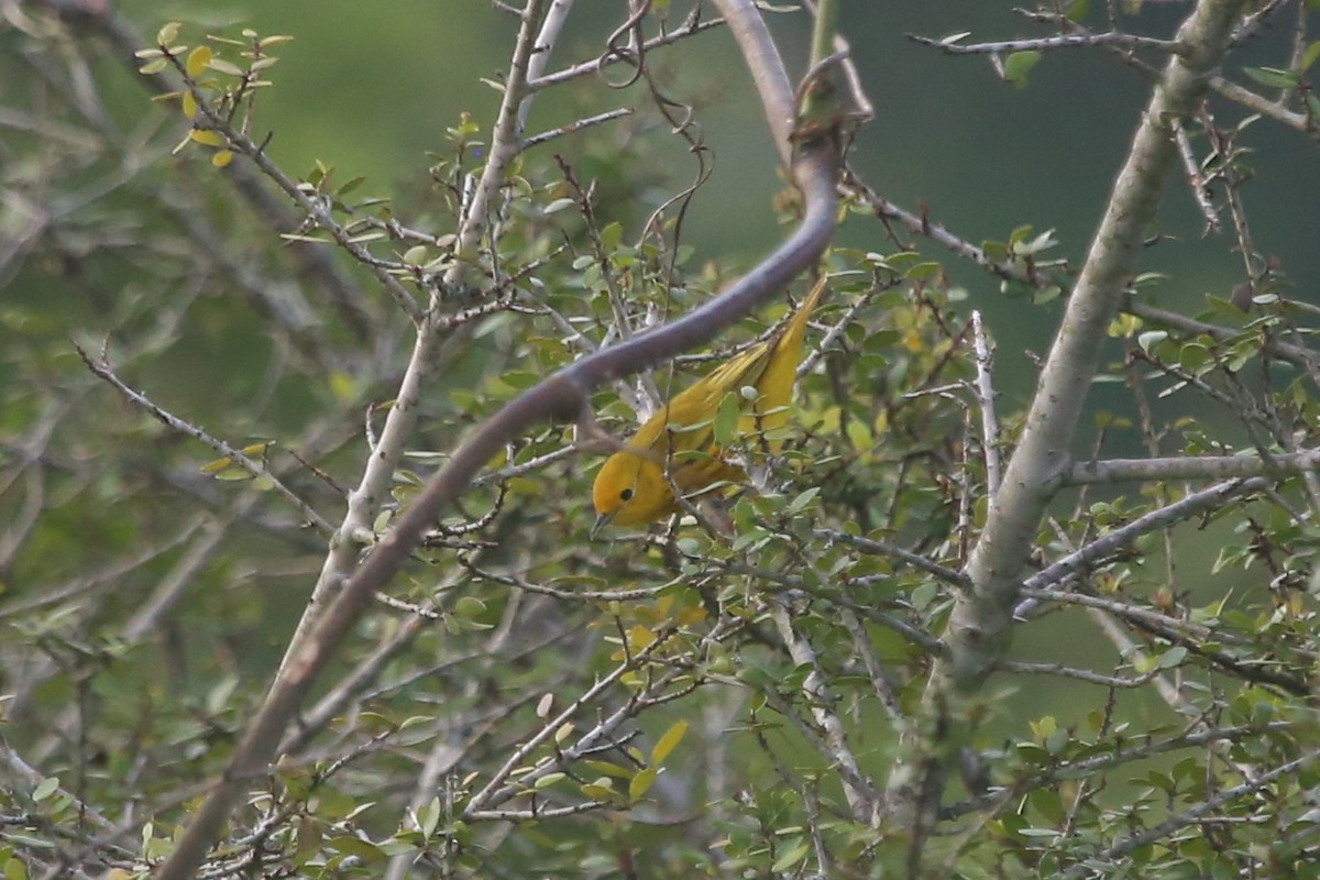 Yellow Warbler - ML619632591