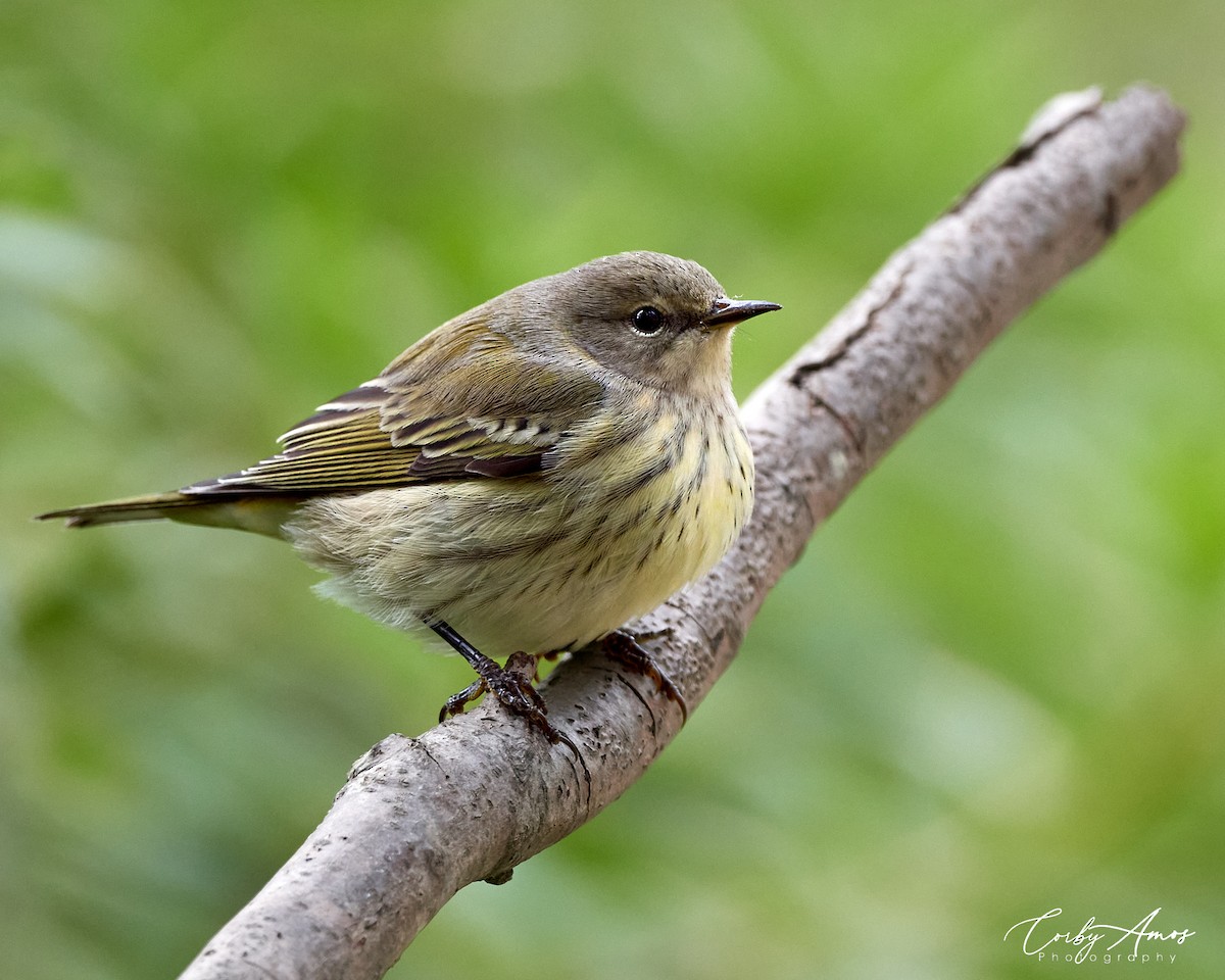 Cape May Warbler - ML619632648
