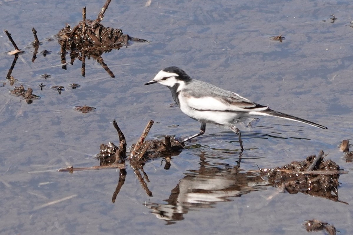 White Wagtail (Black-backed) - ML619632656