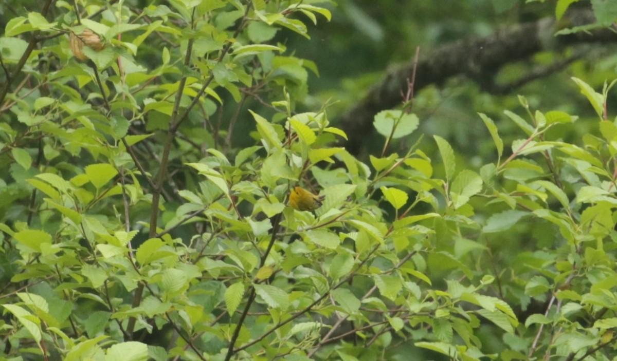 Yellow Warbler - ML619632699