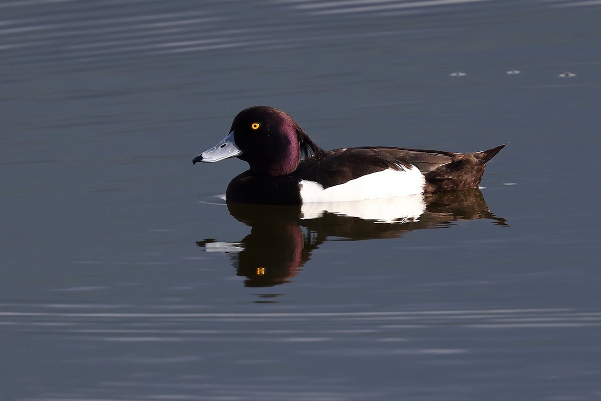 Tufted Duck - ML619632738