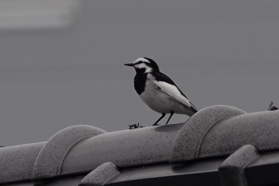 White Wagtail (Black-backed) - ML619632751
