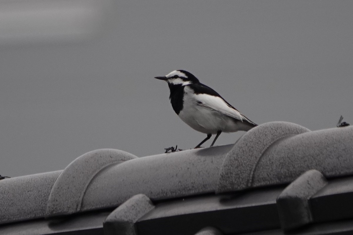 White Wagtail (Black-backed) - ML619632752