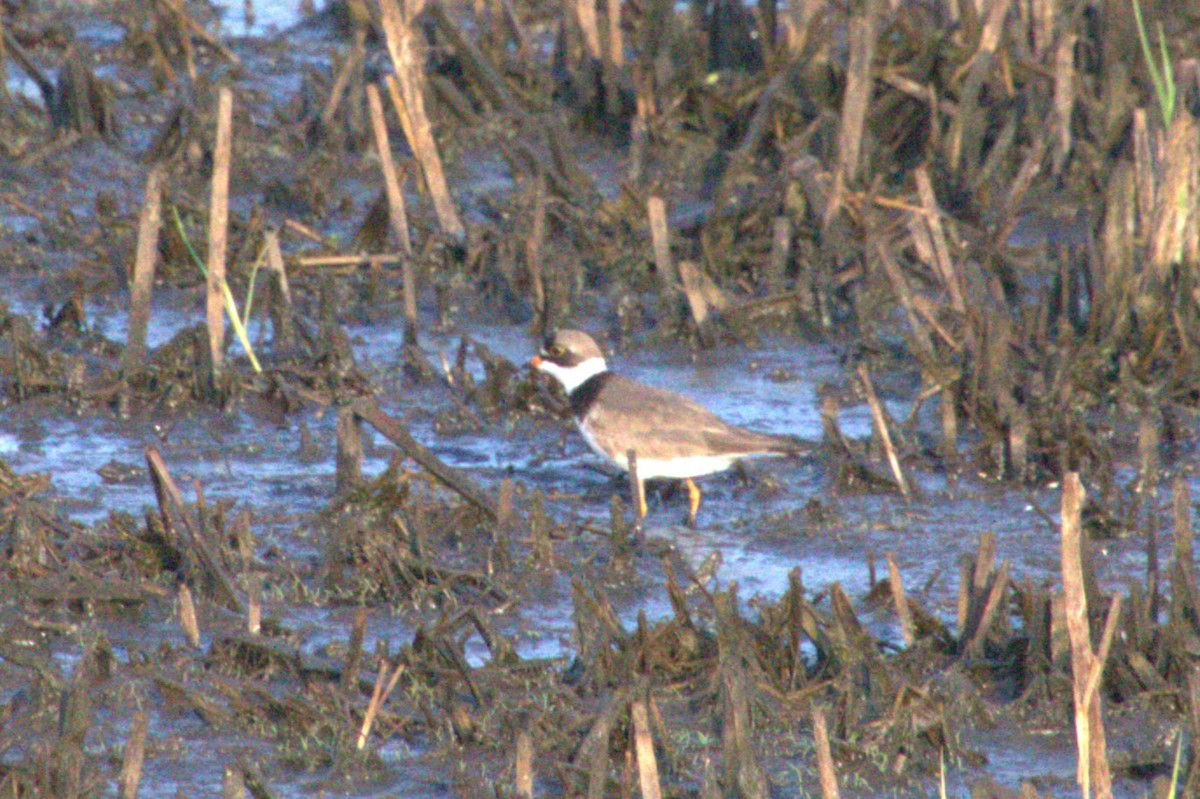 Semipalmated Plover - ML619632756