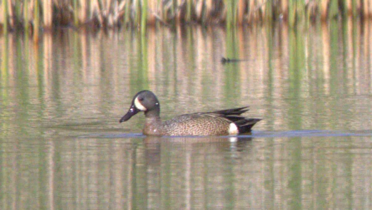 Blue-winged Teal - ML619632772