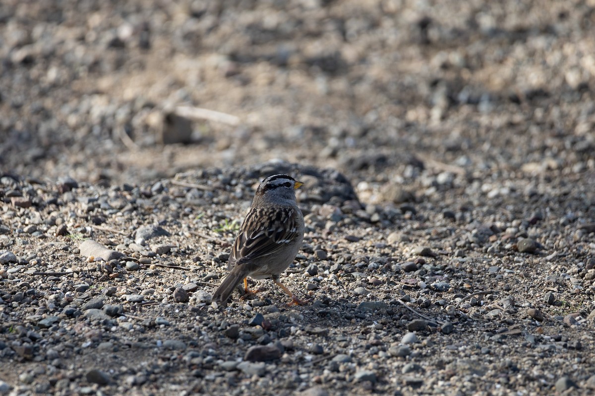 White-crowned Sparrow - ML619632809